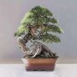 50pc Japanese Juniper Bonsai Tree seeds Juniperus chinensis seed office bonsai