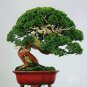 50pc Japanese Juniper Bonsai Tree seeds Juniperus chinensis seed office bonsai