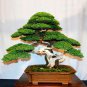 50pc Japanese Juniper Bonsai Tree seeds Juniperus chinensis seed office bonsai