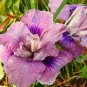 50pcs Mixed Pink Iris seeds bearded iris seed rare bonsai Phalaenopsis Orchid