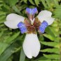 50pcs Mixed Pink Iris seeds bearded iris seed rare bonsai Phalaenopsis Orchid