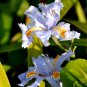 50pcs Mixed Pink Iris seeds bearded iris seed rare bonsai Phalaenopsis Orchid