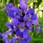 50pcs Mixed Pink Iris seeds bearded iris seed rare bonsai Phalaenopsis Orchid
