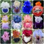 50pcs Mixed Pink Iris seeds bearded iris seed rare bonsai Phalaenopsis Orchid