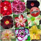 2pc Sand Rose Seeds Adenium obesum Desert rose Gypsum Perennial Flower Seed