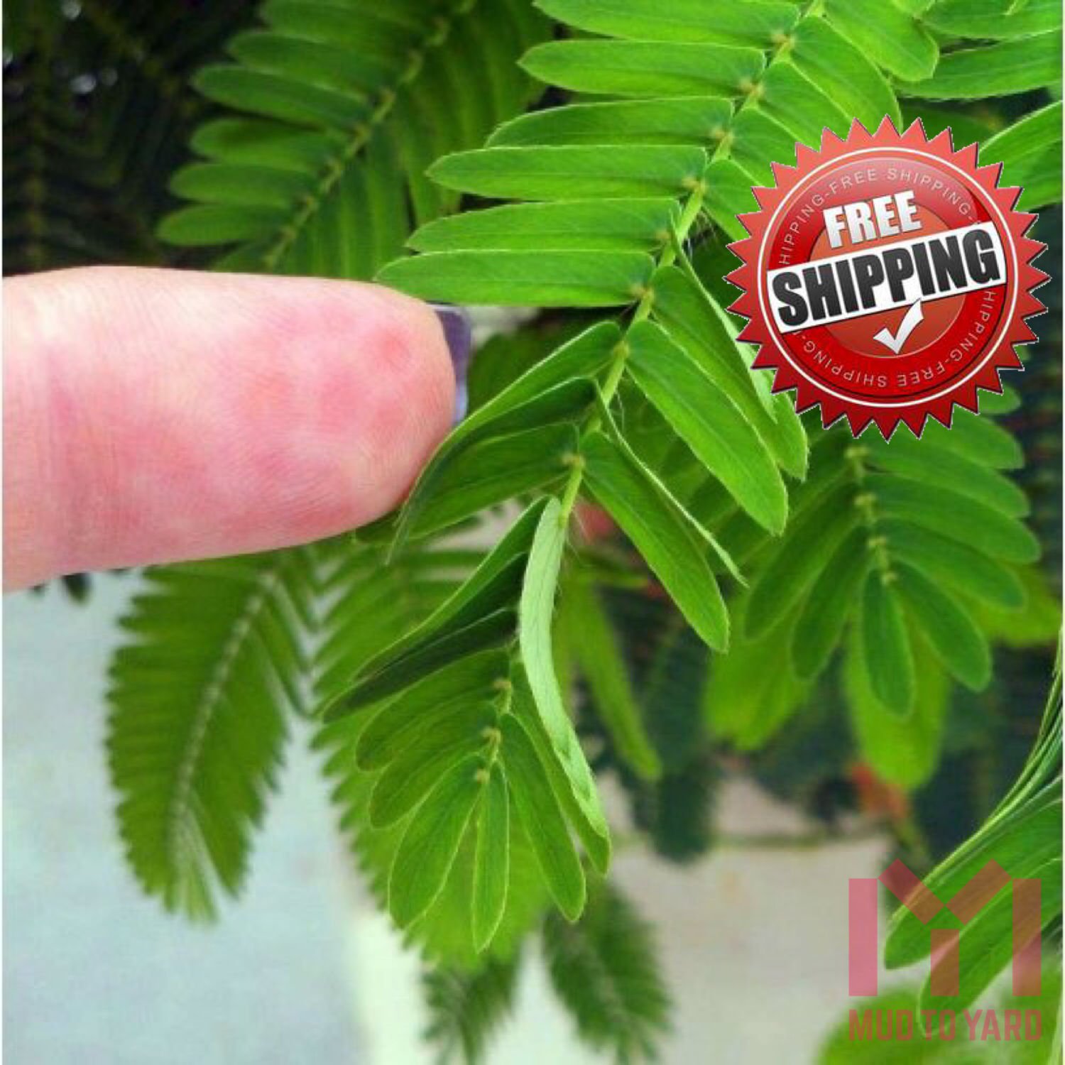 100pc Shy Bashful Shrinking plant seed Mimosa Pudica sensitive sleepy plant