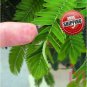 100pc Shy Bashful Shrinking plant seed Mimosa Pudica sensitive sleepy plant
