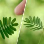 100pc Shy Bashful Shrinking plant seed Mimosa Pudica sensitive sleepy plant