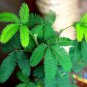 100pc Shy Bashful Shrinking plant seed Mimosa Pudica sensitive sleepy plant