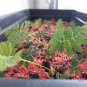 100pc Shy Bashful Shrinking plant seed Mimosa Pudica sensitive sleepy plant