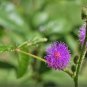 100pc Shy Bashful Shrinking plant seed Mimosa Pudica sensitive sleepy plant