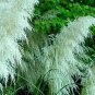 10 White Pampas Grass - Cortaderia selloana - Ten Ornamental Perennial Grasses