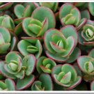 20 Sedum 'Lime Zinger' - Twenty Live Rooted Perennial Plants - Ground Cover