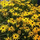 10 Black Eyed Susan  - RUDBECKIA FULGIDA ‘GOLDSTURM’ - Ten Perennial Plants