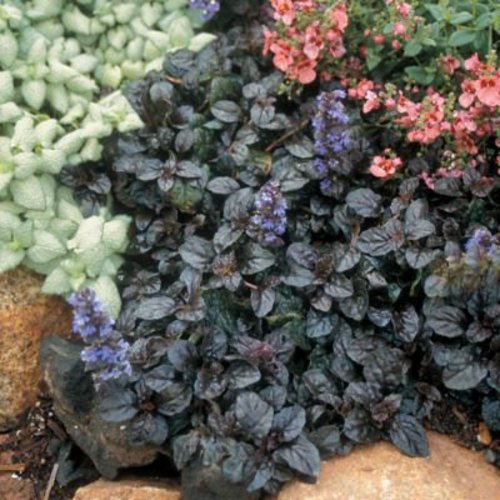 30 Ajuga reptans Mahogany Ground Cover Thirty Live Fully Rooted