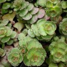 Ten Sedum spectabile Fireglow - 10 Live Perennial Plants - Stonecrop - Succulent