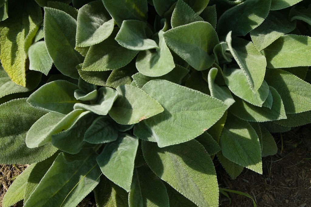 Ten Lamb's Ear Helene von Stein 10 Deer Resistant Live Rooted