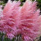 Pink Pampas Grass  - Cortaderia selloana Rosea - A Live Ornamental Grass
