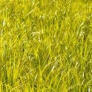 5 Golden Variegated Sweet Flag Acorus gramineus 'Ogon'  - Five Ornamental Grass