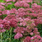 Ten Sedum spectabile Autumn Fire   - 10 Live Fully Rooted Perennial Plants