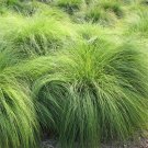 5 Prairie Dropseed - Sporobolus heterolepis - Deer resistant - Five Live Plants