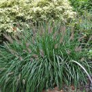5 Black Fountain Grass - Pennisetum alopecuroides 'Moudry" - Five Live Plants