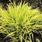 Five  All Gold  Japanese Forest Grass  - 5 HAKONECHLOA macro All Gold - Perennia