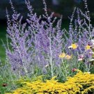 5 Russian Sage -  Perovskia atriplicifolia - Five Live Perennial Plants