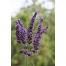 3 Grosso French Lavender - LAVANDIN x intermedia 'Grosso' -Three Live Perennials