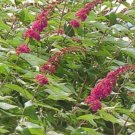 Royal Red Butterfly Bush - A Buddleia davidii Royal Red - Perennial Plants