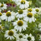 Echinacea PowWow White - Coneflower - A Live Perennial Plant by Hope Springs