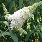 5 White Butterfly Bushs - A Buddleia davidii White Profusion - Live Perennials