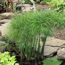 5 Dwarf Papyrus Ornamental Grasses for ponds & wet areas - Cyperus papyrus