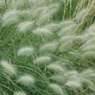 5 Ornamental Grasses - Five Pennisetum villosum   - Five Live Rooted Perennials
