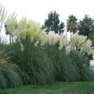 Five White Pampas Grass  - 5 Evergreen Perennial Plants by Hope Springs Nursery