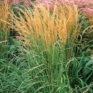 5 Karl Foerster Ornamental Grasses  Perennial Plants - Calamagrostis xacutiflora