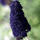 5 Black Butterfly Bush - Five Buddleia davidii Black Knight - Live Perennials
