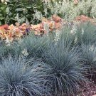 5 Festuca glauca 'Elijah Blue' - Blue Sheep's Fescue - Five Ornamental Grasses