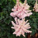 5 ASTILBE crispa Lilliput - A diminutive variety of Astilbe - Dwarf Plume Flower