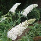 3 White Butterfly Bush - A Buddleia davidii White Profusion - Live Perennials
