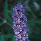 3 Blue Butterfly Bush - Three Buddleia davidii Nanho Blue - Five Live Perennials