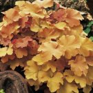 3 HEUCHERA 'Caramel' - Coral Bells or Alumroot - 3 Live Perennials