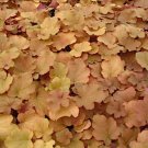 5 HEUCHERA 'Caramel' - Common Name  Coral Bells or Alumroot - 5 Live Perennial