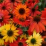 hopespringsnursery