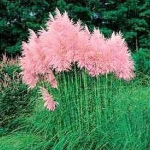 Автошампунь grass pink