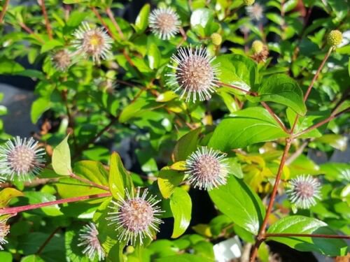 Chinese Buttonbush 30 Seeds #RDR02