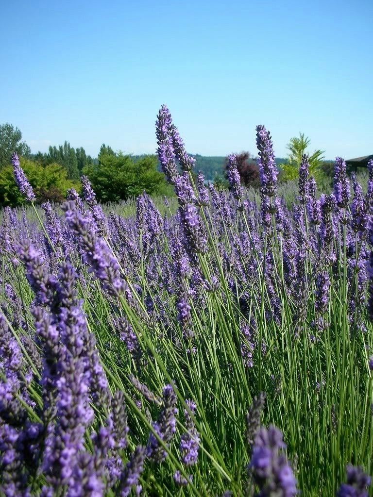 True English Lavender Lavender Plant