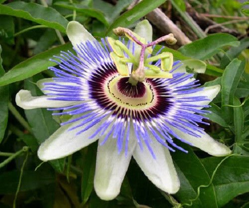 10 Purple Grandilla Passion Flower Passiflora Incarnata Seeds Cky05