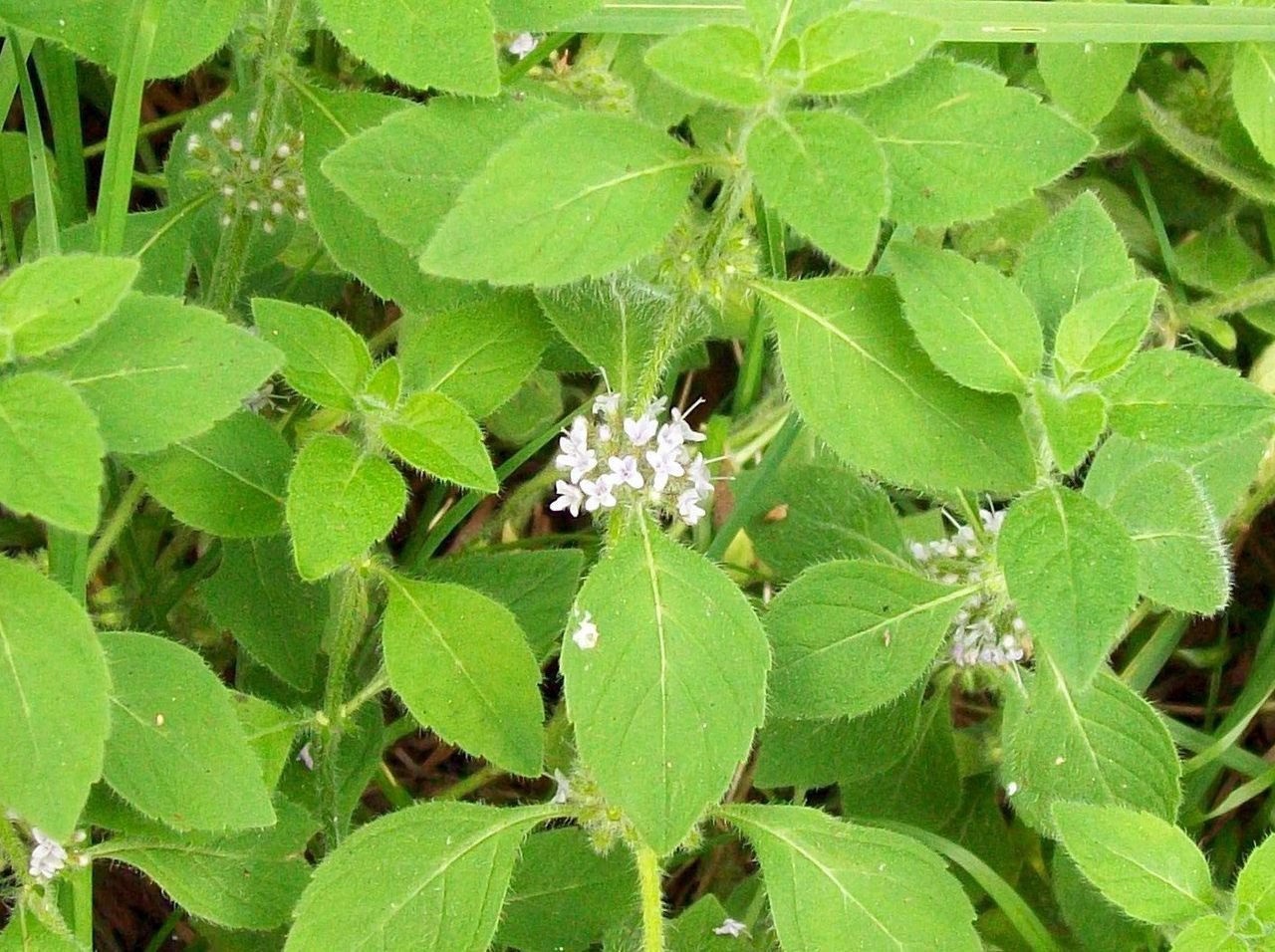 50 White Wood Mint Mentha Arvensis Wild Field Herb Flower Seeds Cky05