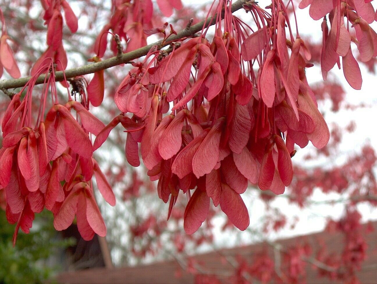 drummond red maple